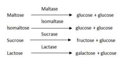 Transportasi nutrisi