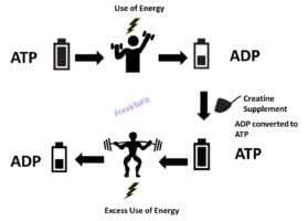 يعمل الكرياتين