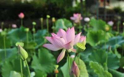 Know About The Incredible Health Benefits of Fox Nuts Health Benefits of Fox Nuts