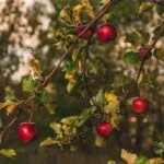 Benefícios para a saúde da Redlove Apple