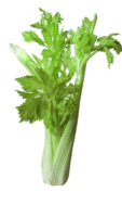 Celery