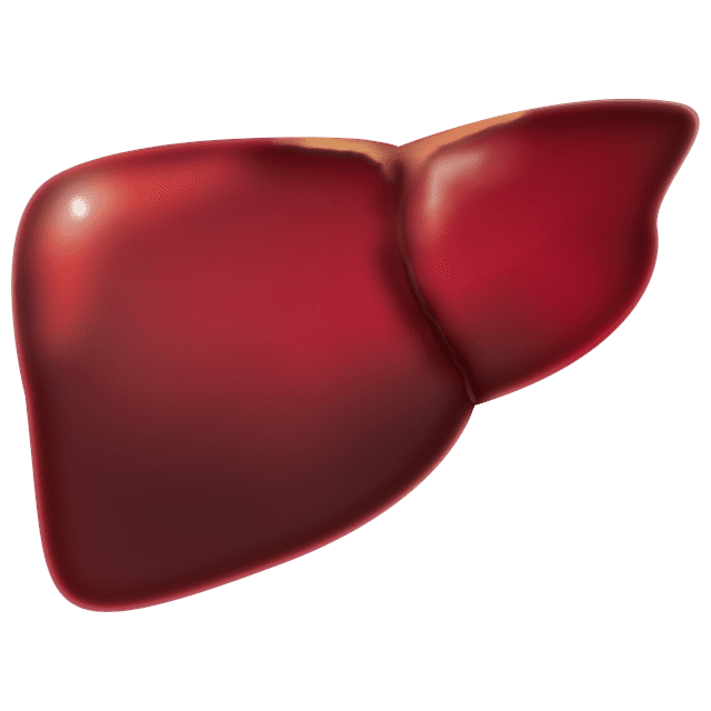 liver