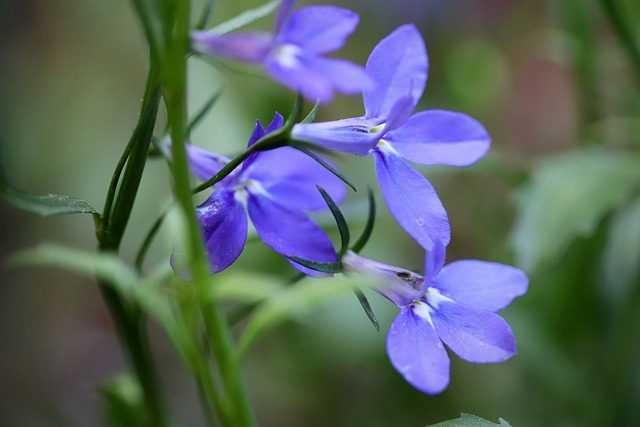 flor lobelia