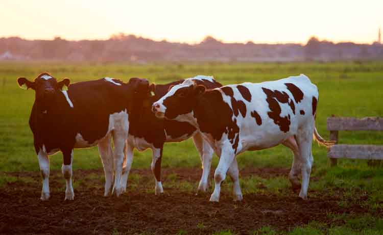 Quais são as diferenças entre o leite A1 e A2