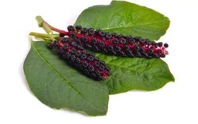 Phytolacca Berry for Weight Loss
