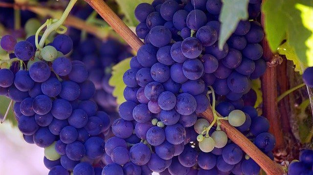 grapes Food Inflammation