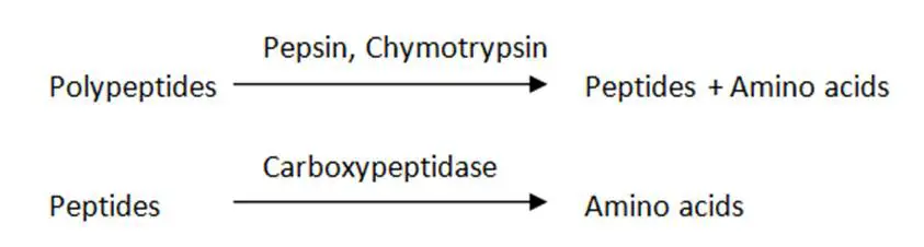 Transportasi protein nutrisi