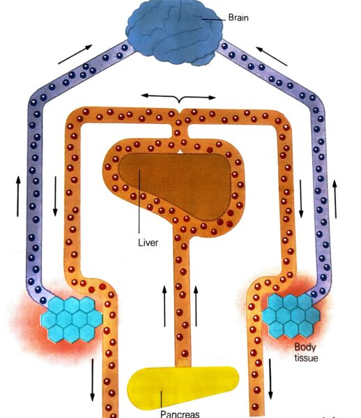 غيبوبة السكري كيف يعمل الأنسولين في مرض السكري؟
