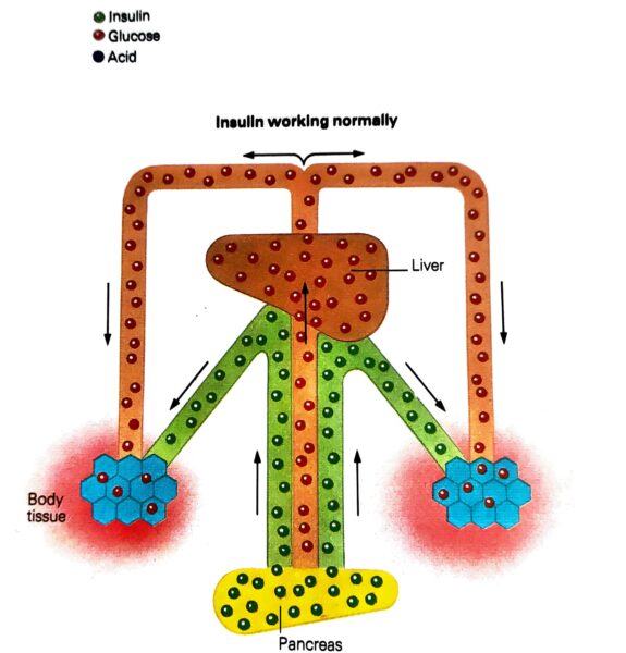 كيف يبدأ الأنسولين