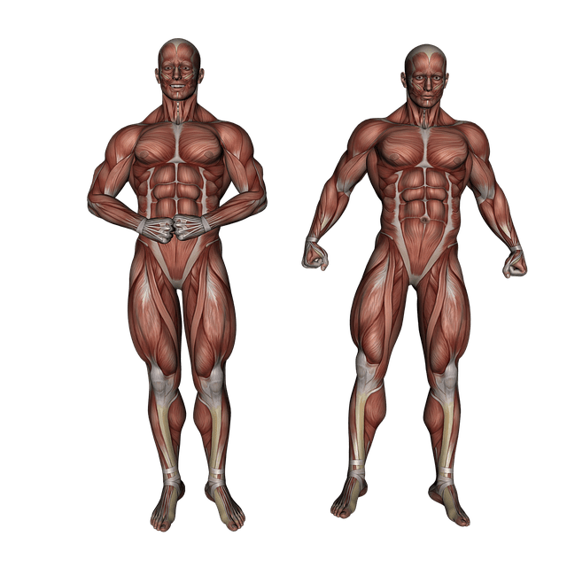 muscle Health Benefits of Regular Cycling