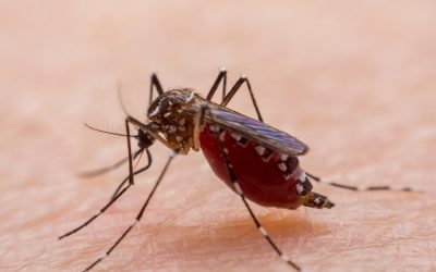 Cara terbaik untuk meningkatkan jumlah trombosit pada dengue