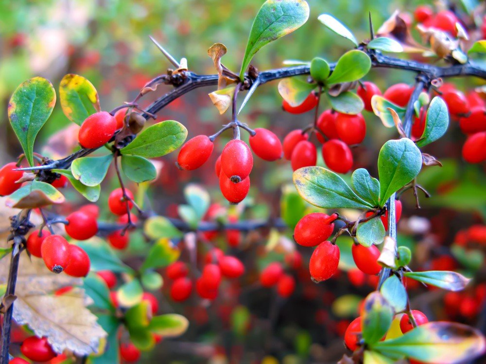 Barberry Bush: benefícios e efeitos colaterais