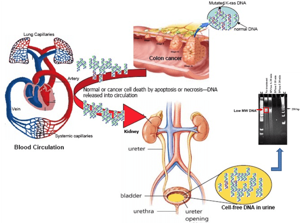 DNA tahan dalam urin