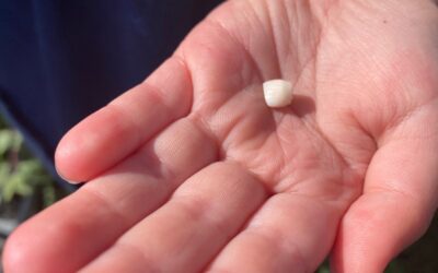 سقط التاج الدائم