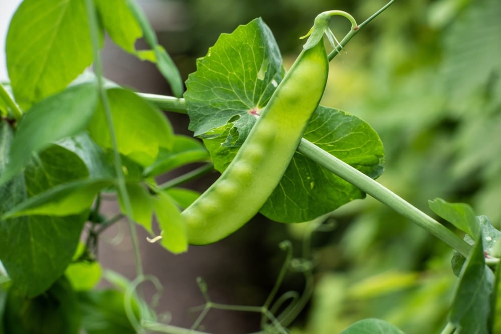 Apakah hasil panen sehat? Seorang ahli gizi menimbang