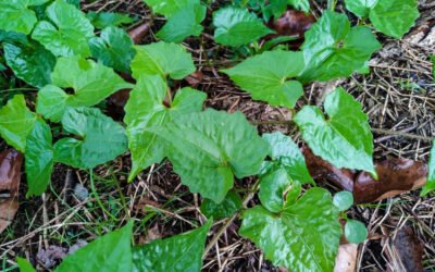 12 Amazing Health Benefits of Guaco Herb You Didn't Know About 12 Amazing Health Benefits of Guaco Herb You Didn't Know About
