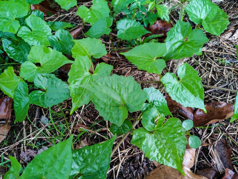 12 Manfaat Kesehatan Menakjubkan dari Guaco Herb yang Tidak Anda Ketahui