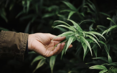 Tumbuh Seperti Seorang Pro: Tips dan Teknik Menggunakan Biji Feminin