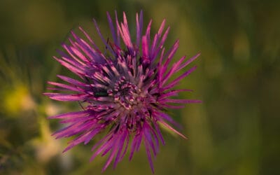Understanding Milk Thistle for Body Odor: An In-Depth Guide