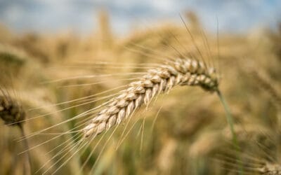 Os melhores substitutos sem glúten: um guia abrangente