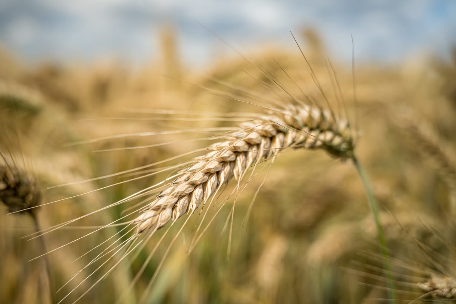 أفضل بدائل الشعير الخالية من الغلوتين: دليل شامل