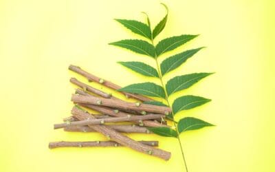 Membuka Kunci Keajaiban Neem Stick: Hadiah Alam untuk Kesehatan Mulut Membuka Kunci Keajaiban Neem Stick: Hadiah Alam untuk Kesehatan Mulut