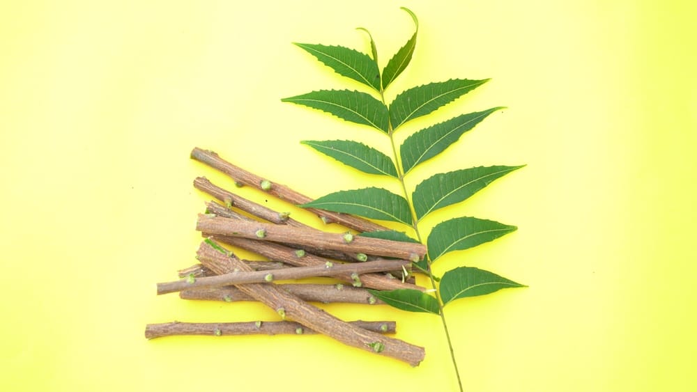 Membuka Kunci Keajaiban Neem Stick: Hadiah Alam untuk Kesehatan Mulut